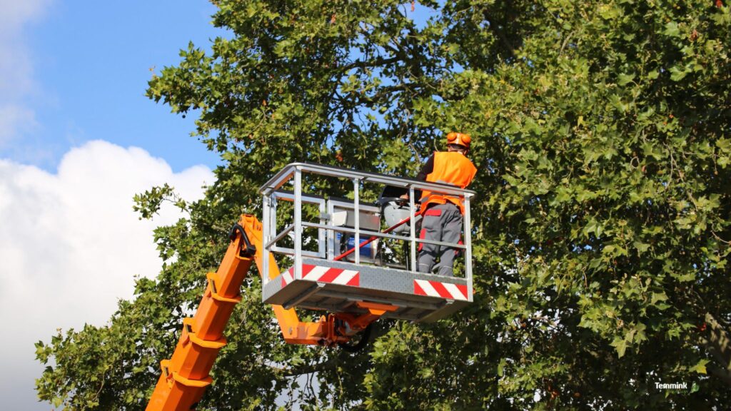 boomverzorging drenthe